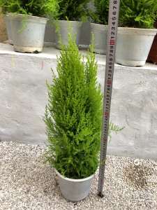 Cây Tùng Thơm To Mập - Cây thông Noel - Cây cao 50-60cm.