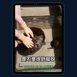 Interactive Cat Toy Pet Toys Finger Gloves for Kittens Turtle Accessories Cat Scratcher Games Funny Pets Toy Supplies