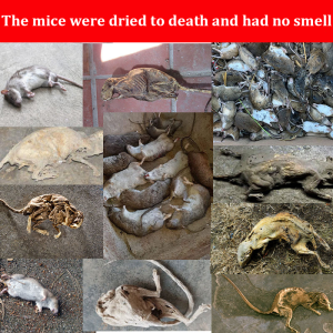 No rats for 100 years Rat poison killer 500g  Racun Tikus Berkesan Rats love to eat the most Racun tikus paling kuat Die outdoors No stink after death rat bait kill rate 100% 老鼠药三步倒 ubat tikus paling kuat mati mouse killer