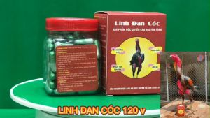 Linh đan cóc TẶNG 10 VIÊN Kaitong Gà chắc khỏe gân cốt gân gối dẻo dai cho gà đá gà đòn gà tre Cự Mạnh Ham Chiến Đấu.LỌ 120 VIÊN