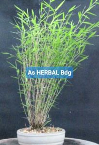 Bibit rumput palias rumput bambu mini pogonatherum crinitum-az