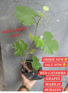 Premium Catawba Grapes live Plants - Large Bud Garden Flower Bulb good Condition