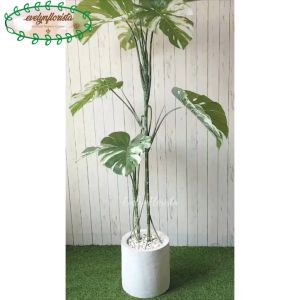 Pohon Artificial Monstera Variegata T170 Latex Pot Semen Putih Dekorasi Sudut Ruang Aesthetic