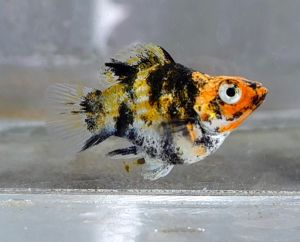 Red Head Balloon Molly Fish(Female) 红头短身气球茉莉鱼(母)❗️(Not random fish)❗️Fish same as order❗️39