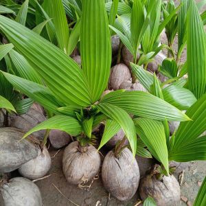 Bibit Kelapa Wulung Pendek