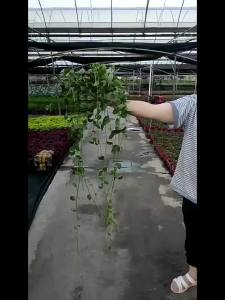 花叶蔓盆栽室内挂墙花叶络石绿植四季常青客厅阳台庭院藤悬挂植物