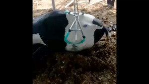 ตัวช่วยยกวัว อุปกรณ์ช่วยพยุงวัวยืน ชุดอุปกรณ์สำหรับ ตัวช่วยยกสัตว์ขนาดใหญ่ Cow StandUp Assist Device