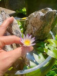 Waterlily purple small mini flower pond in a pot kebun bunga teratai kolam aquatic water lily mini