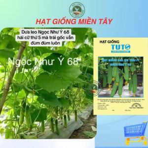 Hạt giống Dưa Leo NGỌC NHƯ Ý | TUTO siêu trái