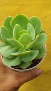 ต้นไม้อวบน้ำ กุหลาบหิน อิชิวาเรีย พีช ไพรด์ Echeveria Peach Pride #Echeveria #succulent