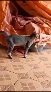 Pengusir Kucing Paling Ampuh 250ml | Cairan Semprot Pengusir Kucing