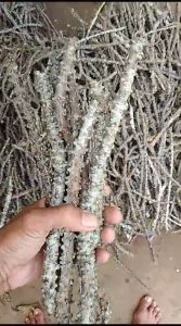 Tanaman Herbal Stek Batang Brotowali/Stek batang Antawali/Bibit Brotowali/Fresh Cutting Brotowali 2