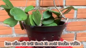 lan rừng  thuần chậu lâu năm cẩm cù lá xoài cẩm cù lá trái tim lá mít