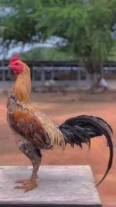 TELUR AYAM MANGON YOKERE LINE YOKERE UNTUK DI TETASKAN