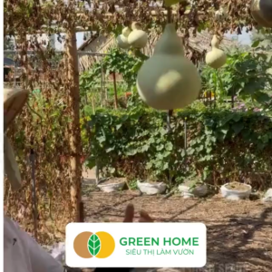 Hạt Giống Bầu Hồ Lô Greenhome Gói 1g~10 hạt Dễ Trồng Quanh Năm Nảy Mầm Cao Thu Hoạch Nhanh Năng Suất Cao T11