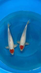 🇯🇵🎏 Japan Momotaro Tancho Jumbo Tosai 40–45cm | Japanese Koi Fish | With Certificate | RM2800 per Koi