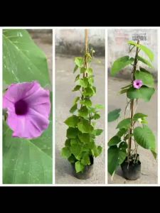 Cây cát đằng leo che chắn bụi bẩn và giảm tiếng ồn hiệu quả