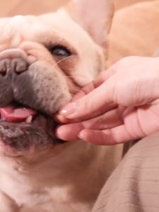 ไส้กรอกแฮมสุนัขอาหารหมา อาหารแมว ขนมแมว ขนมสุนัขแปรรูปจากเนื้อ เป็ด ไก่ ปลา 30แท่งต่อถุง