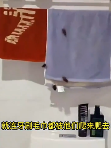 Cockroach Killer Bait 1 Day Kill All Cockroaches Japan Cockroach Gel Cockroach Bait Death From Infection Effectively Removes Cockroaches 50 Years No Cockroaches Non-Toxic To Pet And People Advion Cockroach Gel Bait German Cockroach Killer