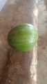 Buah Alpukat - Alpukat mentega - Alpukat Mentega Super Murah. 