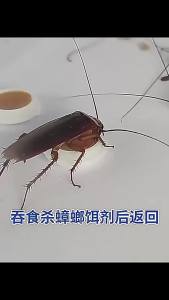 Cockroach Killer Household Authentic Restaurant Dedicated Hotel Non-Toxic Full Nest End One Pot Mom and Baby Cockroach-Killing Gel Bait