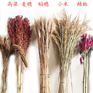 Crop Dried Flower Decoration Wheat Rice Sorghum Ear Xiaomi Ear Grain Agricultural Products Harvest Golden Barley