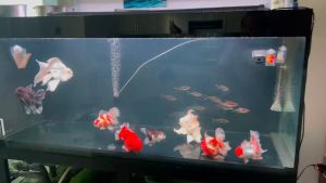 Thức ăn cá vàng MEGA JUMBO thức ăn chuyên cho guppy thức ăn siêu đạm 45% đạm