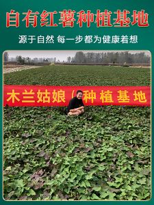 Authentic Handmade Sweet Potato Noodles Wide And Thin Traditional Chinese Specialty Dried Food from Henan Country Woodland Girl