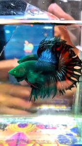 Methylene Blue Obat Biru Premium 30ml Blitz Icht