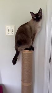 Wall-mounted Sisal Cat Scratching Post Multifunctional Wall Cat Scratching Post Cat Wall Furniture Suitable for Cats to Climb