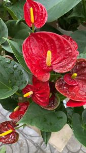 Cây hoa hồng môn thủy sinh sẵn hoa đẹp dễ sống cây trang trí nhà cửa thanh lọc không khí