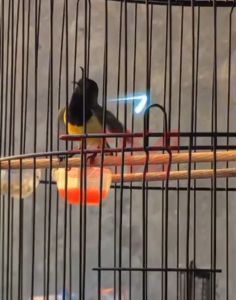 Doping Multivitamin ZIPPER VIT Untuk Burung Lomba Sogon Konin Kinoy DLL Burung Pemakan Nektar