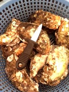 Dao tách vỏ hàu dụng cụ cạy vỏ sò hào biển thép không gỉ dao cậy hàu tách xò cây nạy vỏ hào sò huyết mở vỏ hải sản - Lazada