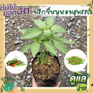 ต้นพริกหอมสูงสุด พร้อมปลูกที่ได้รับการออกแบบพลุก ผักสวนครัว ผักสวนครัวปลูกง่าย ผักสวนครัวพร้อมปลูก ผักออร์แกนิก สมุนไพร