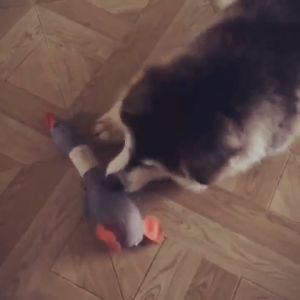 🧺RPS🧺ตุ๊กตาสอดไส้แคทนิป แก๊งค์น้องคอยาว แมวฟิน แคทนิป ตุ๊กตาแคทนิป ของเล่นแมว ของเล่นสัตว์เลี้ยงแมว แคทนิป ตุ๊กตาของเล่น