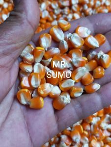 1kg benih jagung sumo siap tanam