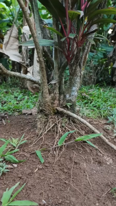 Daun Hanjuang Segar / Daun Andong Segar isi 10 Lembar