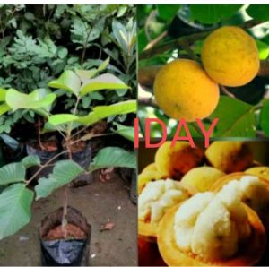 buah kecapi matangkuning manisasam segar 1kg TERMURH