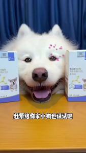 2025 Zhongbote Dog Newborn Dog  Dog Breastfeeding Dog Goat Milk Powder  Nutrition 75g 15 Strip