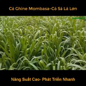 Hạt giống cỏ Mombasa ghine-cỏ sả lá lớn-cỏ chăn nuôi-nãy mầm 100% gói 100gr