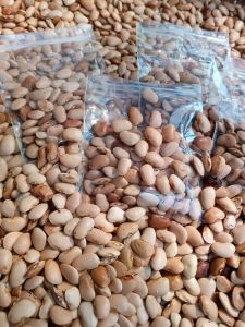 Bibit Kacang Roay / kacang kratok / Tunggak per 200gram