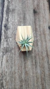 Tillandsia Ionantha Feugo/ 空气凤梨- 福果精灵