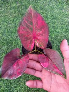 บอนสี หลวงตาเมือง ไม้ด่างแรร์ไอเทม