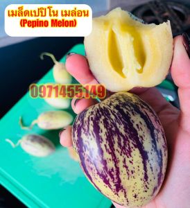 เมล็ดเปปิโน เมล่อน(Pepino Melon) / มะเขือหวาน บรรจุ20-50เมล็ด ผลไม้เพื่อสุขภาพ เมล็ดพันธุ์แท้นำเข้า