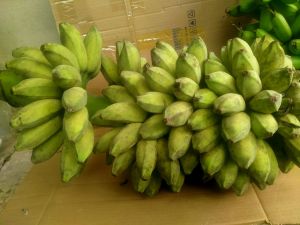 Cây giống chuối sáp nghệ (50cm-99cm)