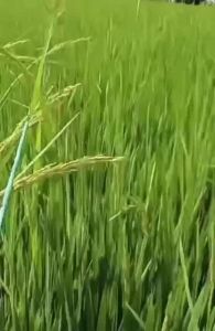 EASYMAN ROLLER PADDY ANGIN TONG 4L PENGGULUNG RACUN PADI ANGIN RUMPUT RUMPAI SAMBAU
