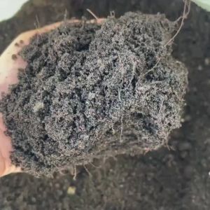 (ส่งฟรี)ดินผสมใบก้ามปูสูตรขี้วัวบด 1 กระสอบ(14.5-15 kg.) ดินพร้อมปลูก จัดส่ง 5-7 วัน