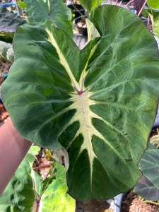 โคโลคาเซีย  เจ้าหญิงแตงโม  (Colocasia Watermelon Princesses )ไม้ฟอกอากาศ ไม้มงคล ไม้ประดับ ไม้แต่งสวน ราคาถูกสุดๆ ไม้ด่าง ไม้หายาก