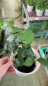 Cây Mâm Xôi - Phúc Bồn Tử JUN GARDEN Đen/ Đỏ Dễ Chăm Sóc Làm Mứt Cocktail Salad