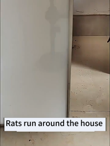 【Rat Killer】 Rat Repellent Pills Long-Lasting Effect 100% Expel Insects Rats And Ants Mothballs Rat Repellent